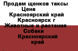 Продам щенков таксы  › Цена ­ 3 000 - Красноярский край, Красноярск г. Животные и растения » Собаки   . Красноярский край